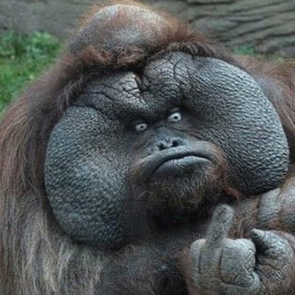 Meet your Posher, Britt - Picture 1 of 1